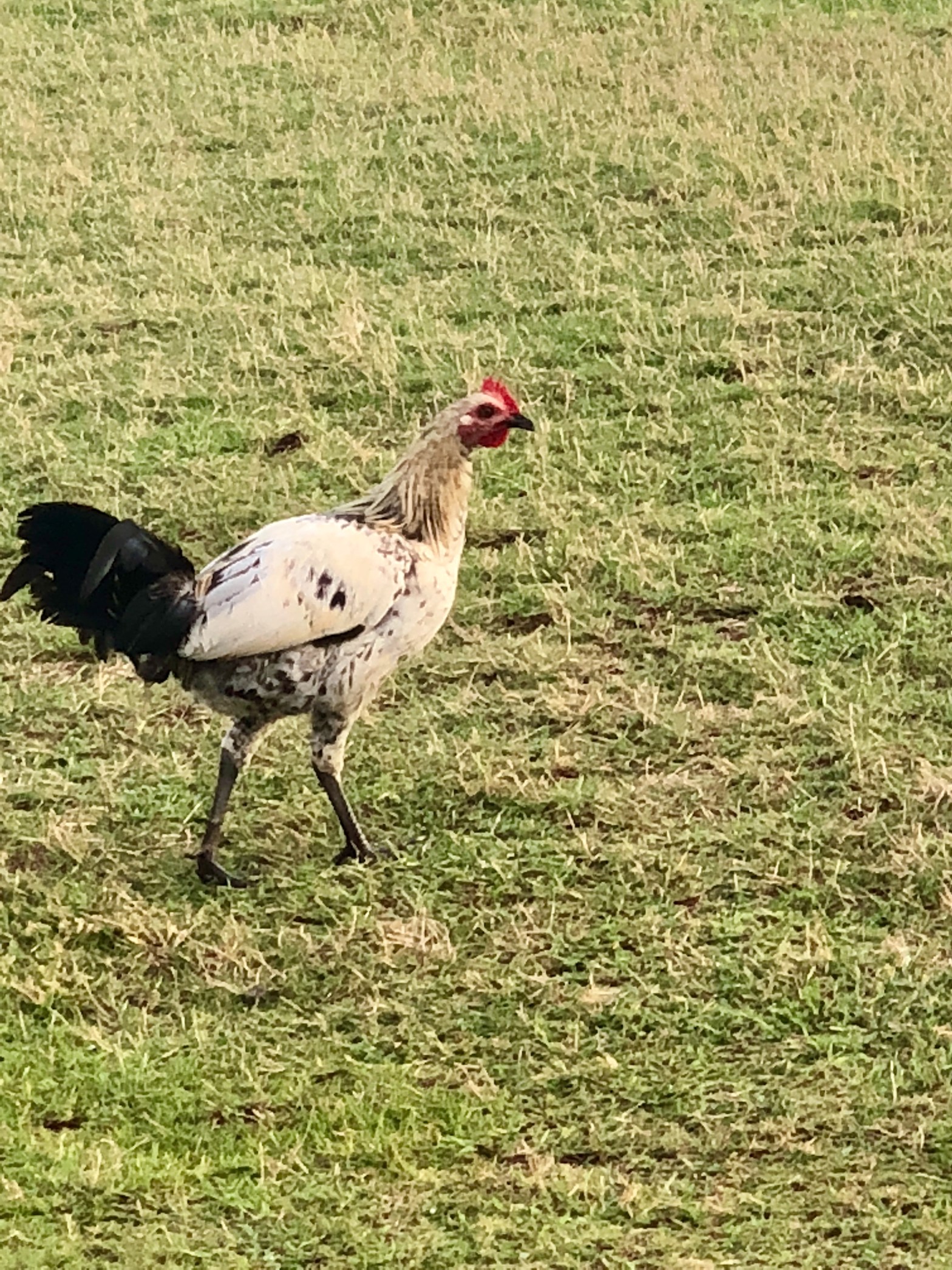 a picture of a rooster in Kauai