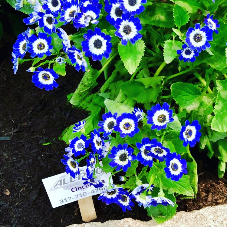 a pictures of Cinceraria flowers with