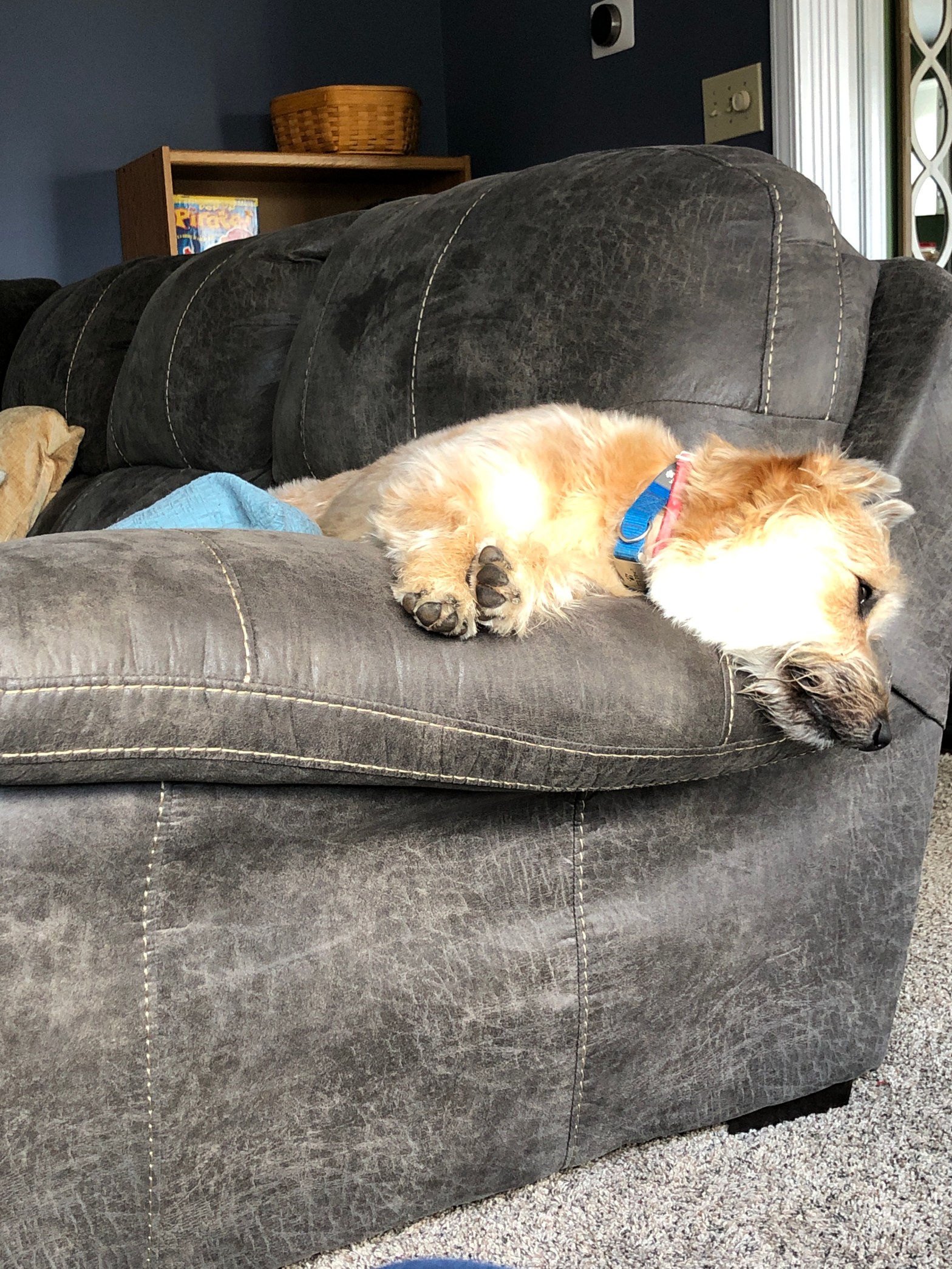 a 1.5 year old puppy after a long day of driving around in the car