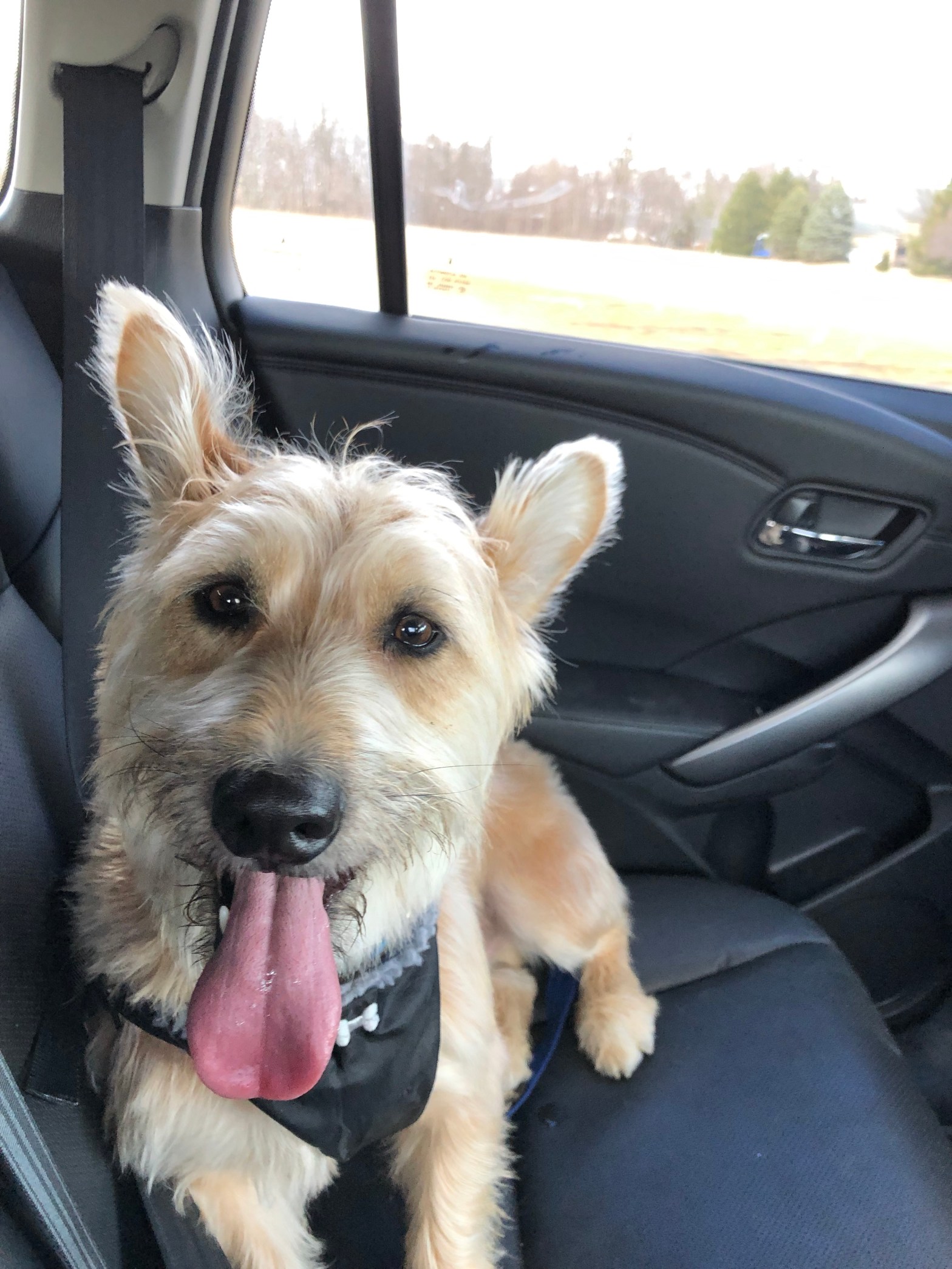 a photo of a dog wearing a seatbelt, riding in a car