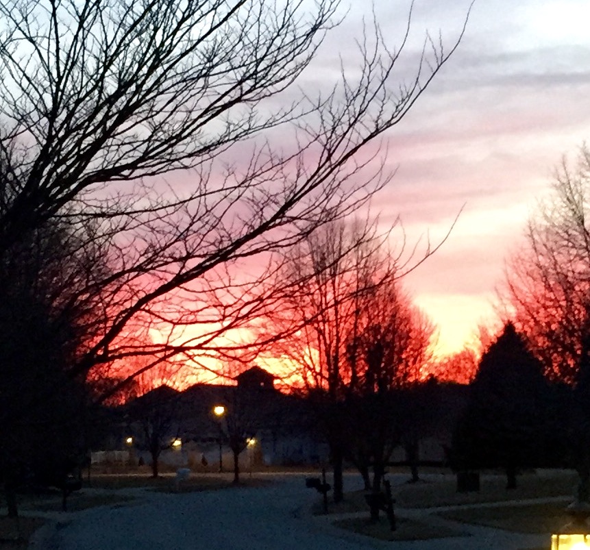 a picture of trees with no leaves with a sunset behind them